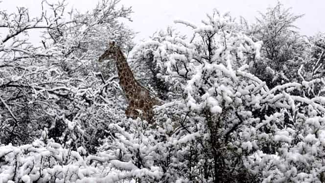 A nins în Africa de Sud! Iată primele imagini cu zebrele și elefanții în zăpadă