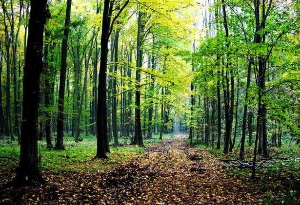 Ministrul Mediului se conformează după mesajul lui Klaus Iohannis! Pădure