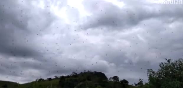 Așa ceva nu s-a mai văzut! A plouat cu păianjeni în Brazilia. VIDEO
