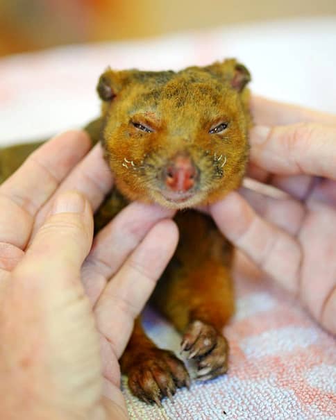 Familia lui Steve Irwin a salvat zeci de mii de animale în incendiul din Australia. Fiica realizatorului de documentare, cea mai implicată