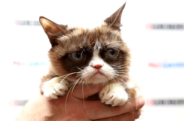 A murit Grumpy Cat, cea mai celebră pisică de pe Internet. Avea peste 8 milioane de fani doar pe Facebook