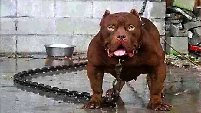 Femeie ucisă de trei câini Pitbull. Tragedia s-a petrecut în doar câteva minute