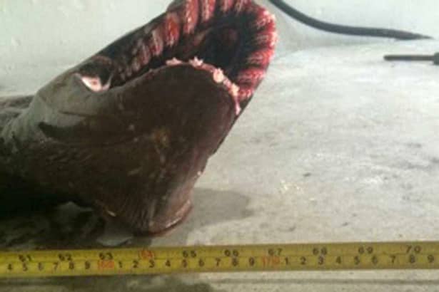Monstru marin scos din adâncuri de cercetători! Rechinul este unul preistoric!
