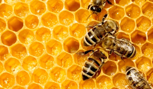 Albinele tocmai ce au devenit cele mai importante ființe de pe pământ