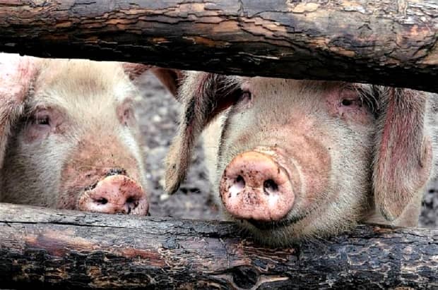 Pestă porcină confirmată în Argeș! Trei focare la porcii din gospodăriile oamenilor