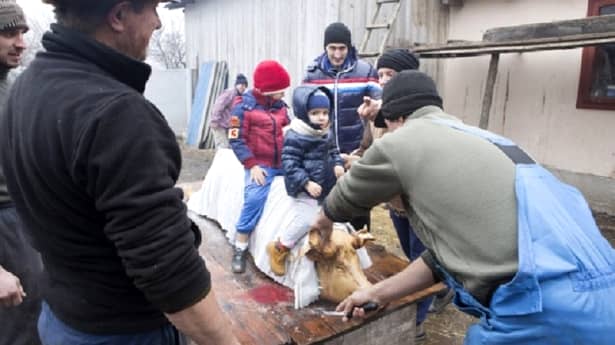 Tradiții și obiceiuri de Ignat: copii trebuie lăsați să încalece porcul după sacrificare pentru a fi sănătoși și voioși în anul următor. Li se face și o cruce cu sângele porcului pe frunte