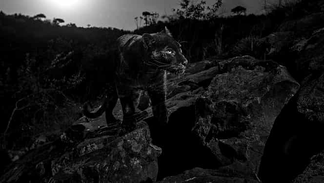 Un leopard negru, fotografiat pentru prima dată în 100 de ani în Africa