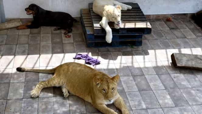 Un bărbat ținea trei lei într-un apartament. Îi păstra pentru nepoți