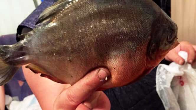 Descoperire ciudată în nordul României. Un pește Piranha a fost prins în lacul Firiza din Maramureș. Nu ar fi singurul