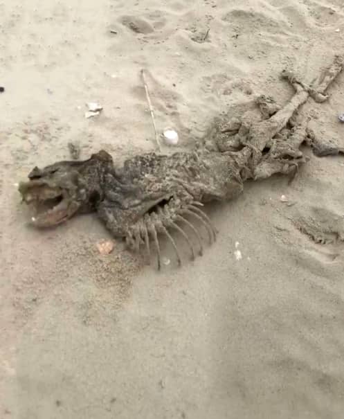 Creatură înfiorătoare găsită pe o plajă din Statele Unite ale Americii! Creatura