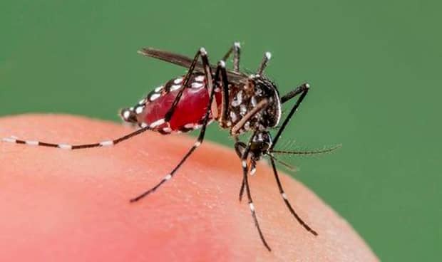 Cum scapi de țânțari! Sistemul care detectează și ucide țânțarii chiar de pe telefon