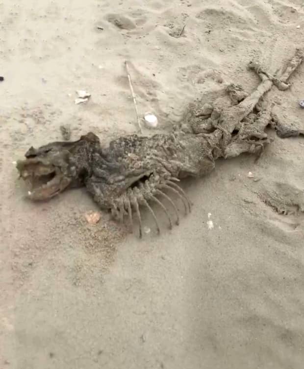 Creatură înfiorătoare găsită pe o plajă din Statele Unite ale Americii! Oamenii spun că mutantul aparține guvernului american. Foto