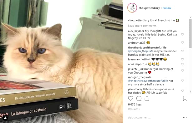 Choupette, pisica lui Karl Lagerfeld, primește mesaje de condoleanțe de la utilizatorii Instagram după moartea designerului
