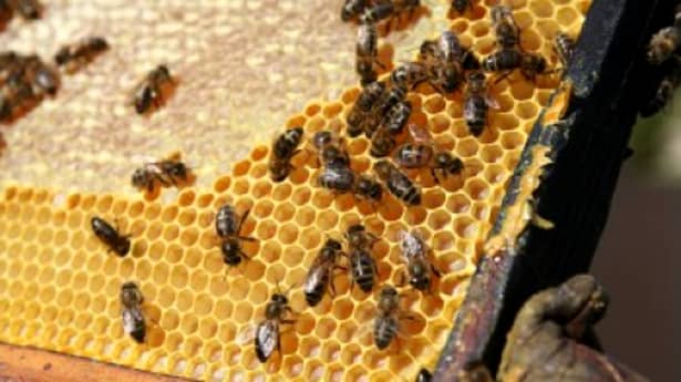 Albinele „tapetează” stupul cu propolis pentru a se proteja împotriva agresorilor externi și oferă oamenilor leacul pentru multe boli