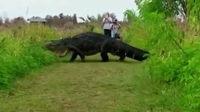 Un aligator IMENS a surprins turiştii din Florida. ”Ăsta chiar este un dinozaur!”