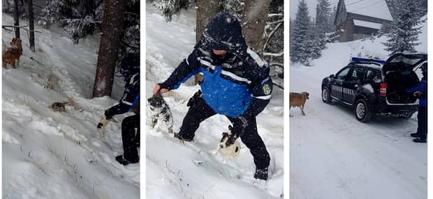 Șase cățeluși au fost salvați din zăpadă! Video cu gestul uluitor