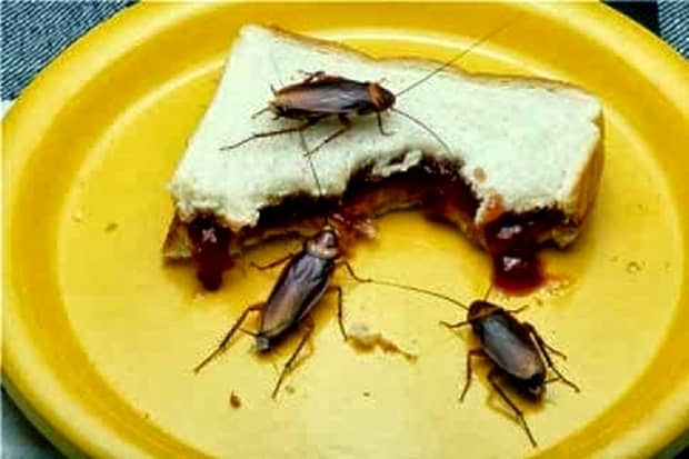 8 metode rapide pentru a scăpa de gândacii de bucătărie