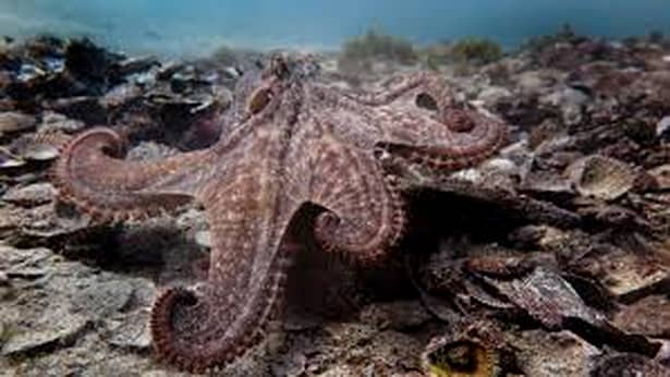 Uimitor! Cercetătorii au găsit oraşul caracatiţelor! Unde se află Octlantis! GALERIE FOTO