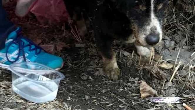 Un câine pe care vecinii l-au crezut mort și l-au îngropat a ieșit singur din mormânt! Cum au reacționat stăpânii