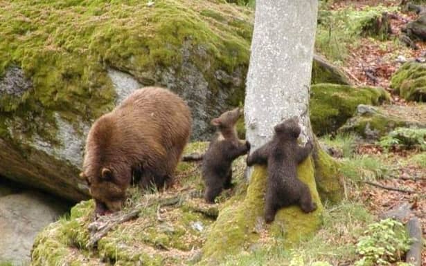 Urșii din Ardeal prevestesc primăvara prin anumite semmne distincte! De 10 ani nu dau greș! Ce s-a întâmplat ieri