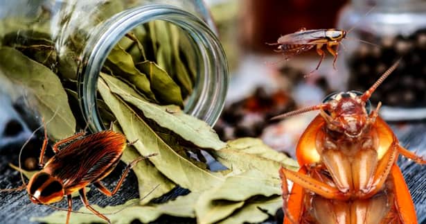 8 metode rapide pentru a scăpa de gândacii de bucătărie