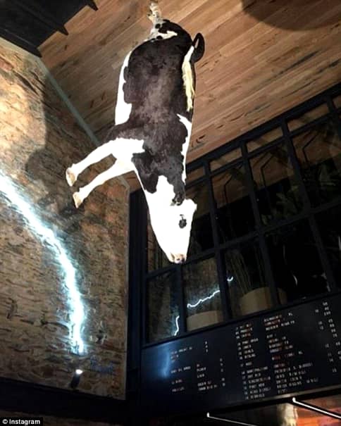 GALERIE FOTO. Ultima fiţă în restaurant! Vacă agăţată de tavan! Este un manifest!
