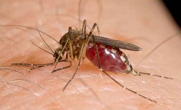 Mediul favorabil țânțarilor care transmit acest virus este cel cu ploi, când oamenii nu mai dau importanță soluțiilor destinate pielii care i-ar putea facă să plece