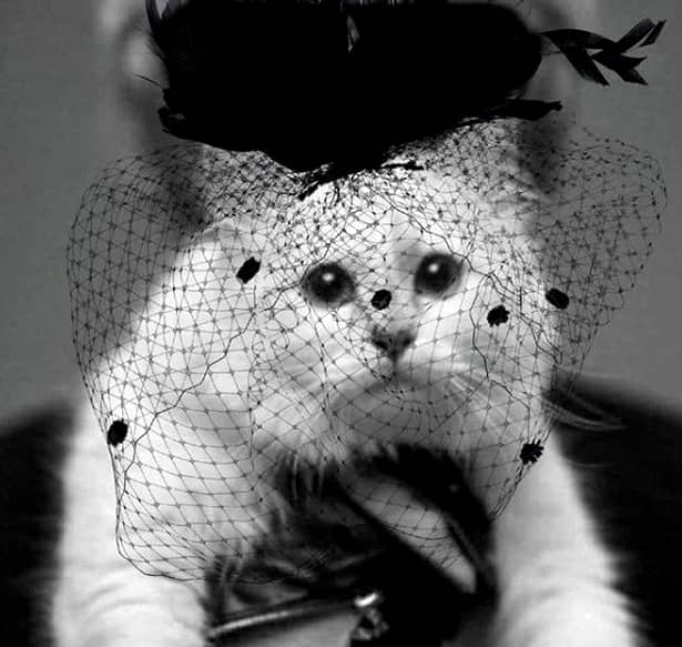 Choupette, pisica lui Lagerfeld, în doliu!