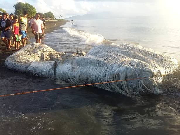 O creatură gigantică a băgat în sperieți locuitorii din Filipine. Imaginile sunt virale
