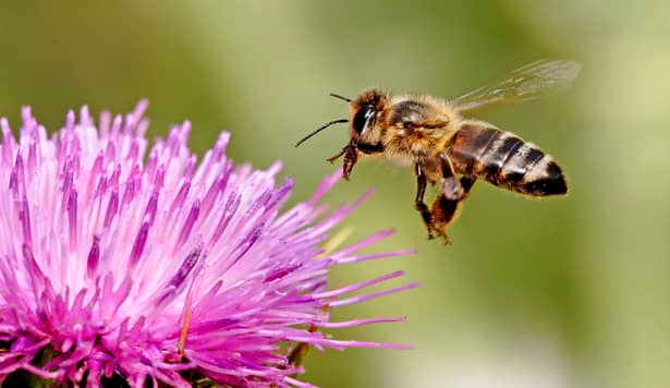 Albinele sunt cele mai importante ființe de pe pământ
