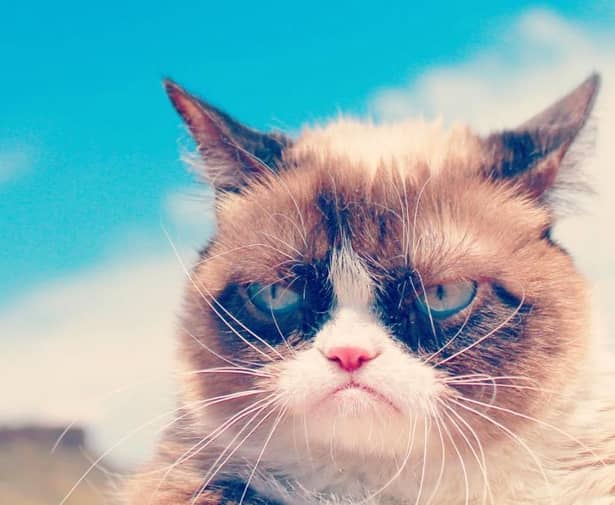 Foto. Grumpy Cat, pisica vedetă ce eclipsează multe vedete de la Hollywood