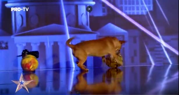 Un câine și-a făcut nevoile pe scena Românii au Talent