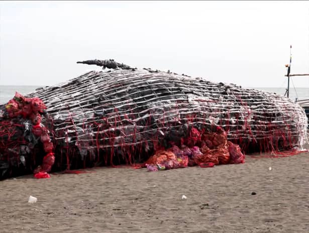 Au găsit o balenă eşuată pe plajă! E ŞOCANT ce au găsit înauntru. Imaginile fac înconjurul lumii