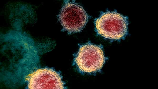 Descoperire importantă în SUA. Cercetătorii americani au creat o hartă 3D a coronavirusului