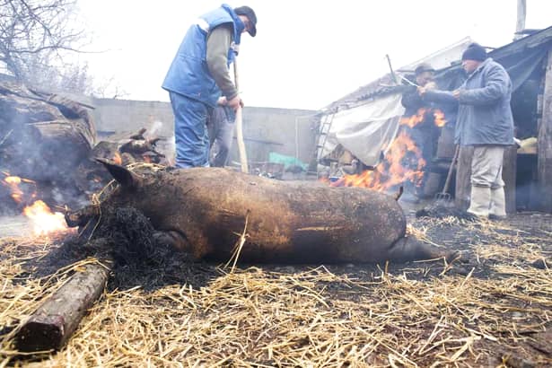 Ignatul porcilor. De ce sunt sacrificați porcii cu precădere pe 20 decembrie