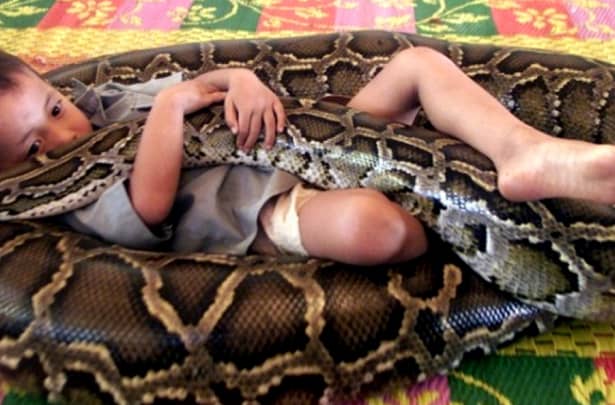 S-au trezit cu șarpele în casă! Era lângă pătuțul copilului și avea o umflătură în stomac