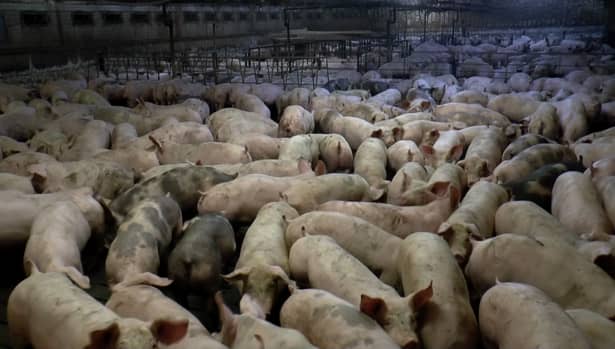 Pesta porcină, în România! Cum arată bilanțul devastator al ANSVSA
