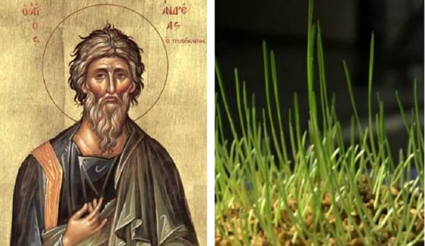 De ce se pune grâu la încolțit de Sfântul Andrei. Puțină lume știe acest lucru
