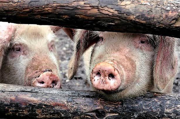 Pestă porcină confirmată în Argeș! Porci