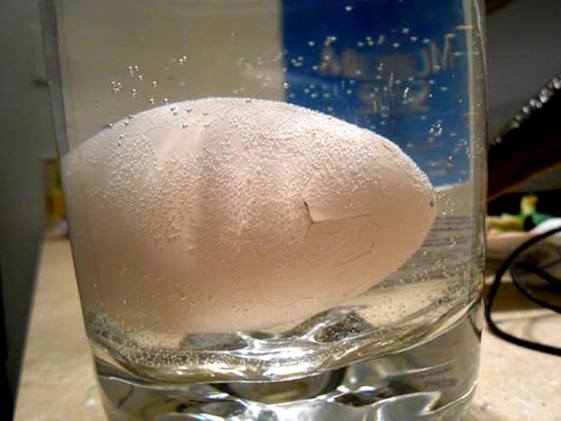 A pus un ou în apă timp de 23 de ore. Ce a găsit în el este incredibil