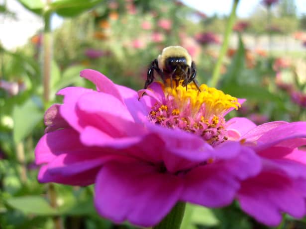 Propolisul este produs de albine din rășina culeasă de pe mugurii şi ramurile tinere de brad, molid, arin, plop, mesteacăn, vișin, cireș, combinată cu secreții proprii. „Farmacia albinelor” în folosul oamenilor