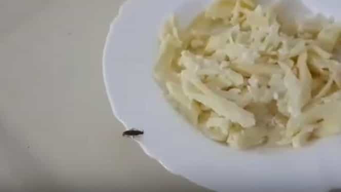 VIDEO. Gândacii se plimbă nestingheriți prin farfuriile cu mâncare la Spitalul Județean de Urgență Deva
