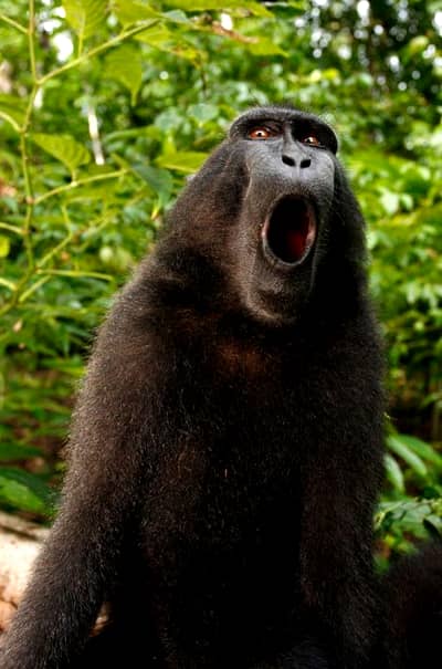 „Personalitatea anului”, o maimuţă! Ce a făcut macac-ul pentru a obţine distincţia!