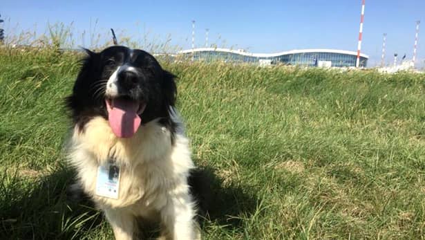 Câinii care patrulează Aeroportul Otopeni. Misiunea lor este una care face diferenţa între viaţă şi moarte! GALERIE FOTO
