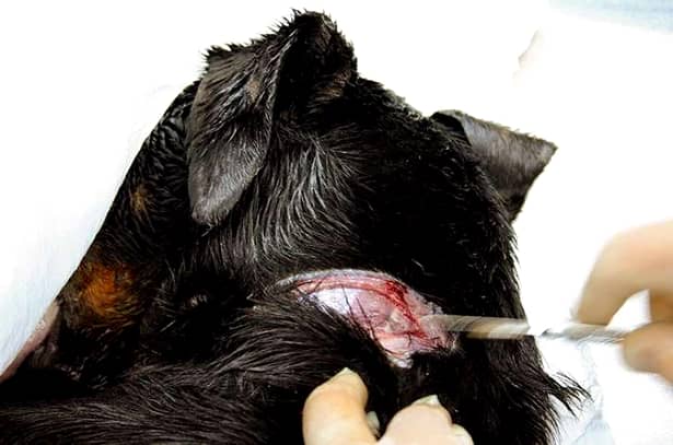 Operație bizară! Un bărbat și-a transplantat fața unui animal peste fața sa