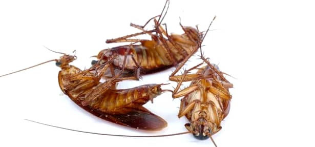 Bicarbonatul de sodiu ucide gândacii de bucătărie și alte gângănii nedorite