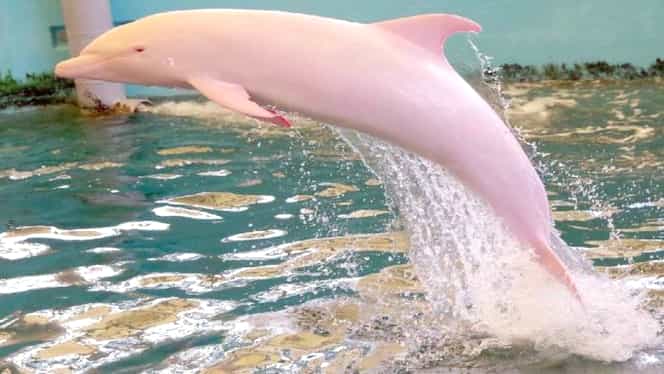 Delfinii roz și-au făcut apariția în Golful Thailandei! Imagini unice surprinse de pescari