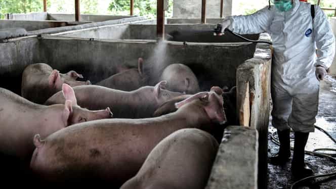 Porcii vor fi tot mai greu de crescut în gospodăriile din România. Țăranii nu vor mai putea să înmulțească animalele în propriile gospodării