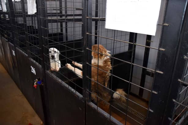 Emil Boc la un adăpost de animale: „Câinii ăia au mai multă căldură decât votanții lui Firea din București”