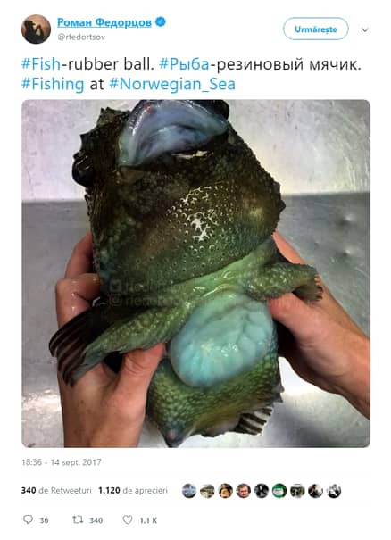 Fotografii horror cu peștii din adâncuri. Sari peste masa de pește dacă vezi toate imaginile